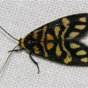 Unverified Tiger moth (Arctiinae) at Bloomsbury, QLD - 19 Oct 2008 by PJH123