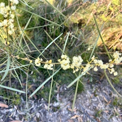 Acacia suaveolens (Sweet Wattle) at Green Cape, NSW - 21 Jun 2025 by Hejor1