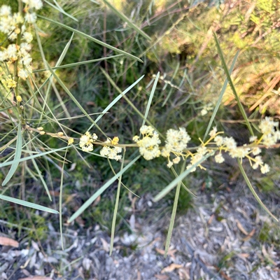 Acacia suaveolens (Sweet Wattle) at Green Cape, NSW - 21 Jun 2025 by Hejor1