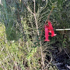 Epacris impressa (Common Heath) at Green Cape, NSW - 21 Jun 2025 by Hejor1