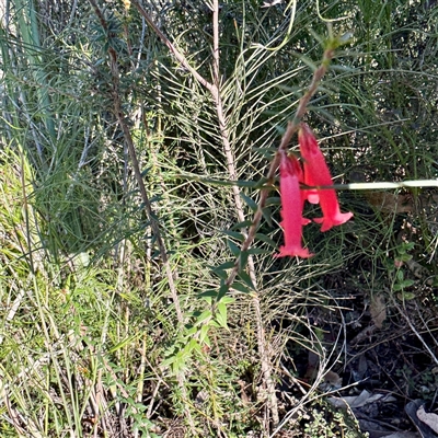 Epacris impressa (Common Heath) at Green Cape, NSW - 21 Jun 2025 by Hejor1