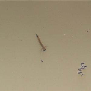 Unverified Water or Shore Bug (several families) at Throsby, ACT - 18 Jun 2025 by TimL