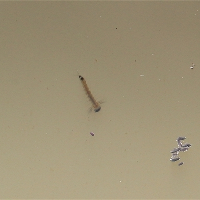 Culicidae (family) (A mosquito) at Throsby, ACT - 18 Jun 2025 by TimL