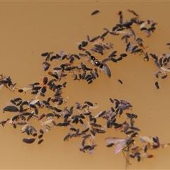 Collembola (class) (Springtail) at Forde, ACT - 18 Jun 2025 by TimL