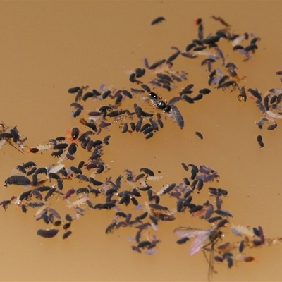 Collembola (class) (Springtail) at Forde, ACT - 18 Jun 2025 by TimL