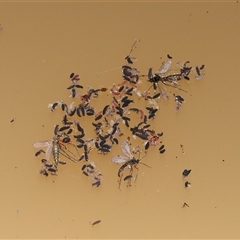 Collembola (class) at Forde, ACT - 18 Jun 2025 12:05 PM