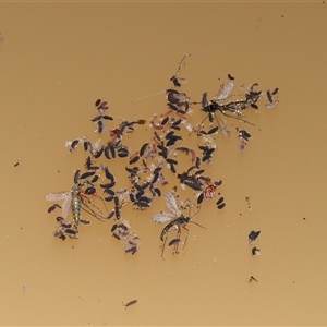 Collembola (class) at Forde, ACT - 18 Jun 2025 12:05 PM