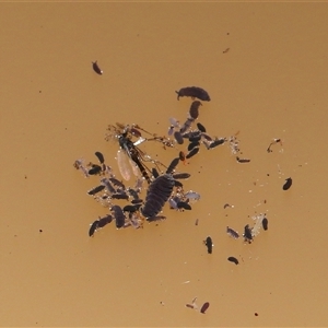 Collembola (class) at Forde, ACT - 18 Jun 2025 12:05 PM