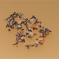 Collembola (class) at Forde, ACT - 18 Jun 2025 12:05 PM