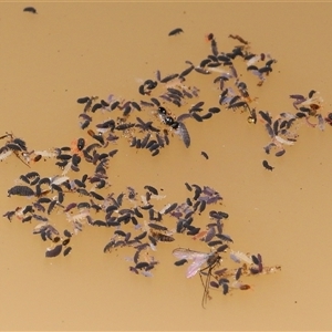 Collembola (class) at Forde, ACT - 18 Jun 2025 12:05 PM