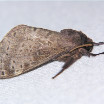 Oxycanus (genus) (Unidentified Oxycanus moths) at Bloomsbury, QLD - 19 Oct 2008 by PJH123