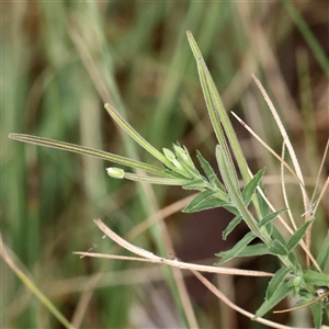 Epilobium sp. (A Willow Herb) at Lake George, NSW - 11 Mar 2025 by ConBoekel
