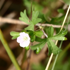 Geranium sp. Pleated sepals (D.E.Albrecht 4707) Vic. Herbarium (Naked Crane's-bill) at Lake George, NSW - 11 Mar 2025 by ConBoekel