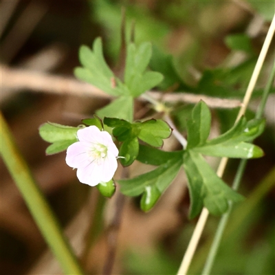 Geranium sp. Pleated sepals (D.E.Albrecht 4707) Vic. Herbarium (Naked Crane's-bill) at Lake George, NSW - 11 Mar 2025 by ConBoekel