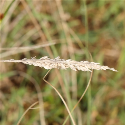 Holcus lanatus (Yorkshire Fog) at Lake George, NSW - 11 Mar 2025 by ConBoekel