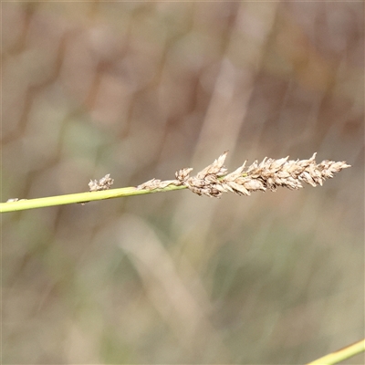 Carex tereticaulis (Poongort) at Lake George, NSW - 11 Mar 2025 by ConBoekel