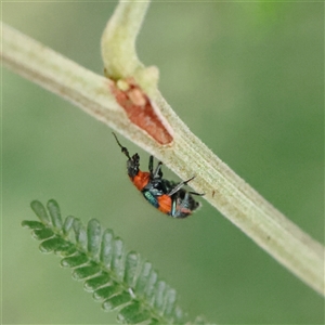 Unverified Beetle (Coleoptera) at Lake George, NSW - 11 Mar 2025 by ConBoekel