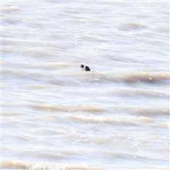 Fulica atra (Eurasian Coot) at Lake George, NSW - 11 Mar 2025 by ConBoekel