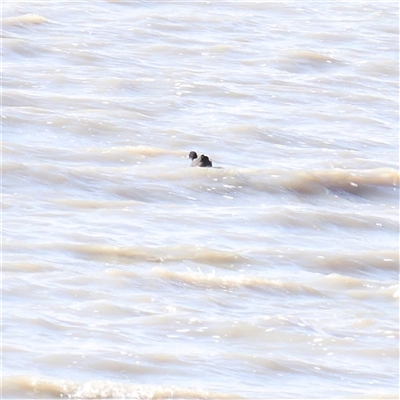 Fulica atra (Eurasian Coot) at Lake George, NSW - 11 Mar 2025 by ConBoekel