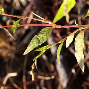 Persicaria (genus) at Lake George, NSW - 11 Mar 2025 by ConBoekel