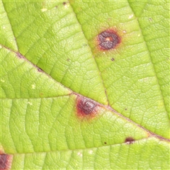 Unverified Fungal galls, other rusts, leaf spots, etc at Lake George, NSW - 11 Mar 2025 by ConBoekel