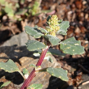 Unverified Other Wildflower or Herb at Lake George, NSW - 11 Mar 2025 by ConBoekel