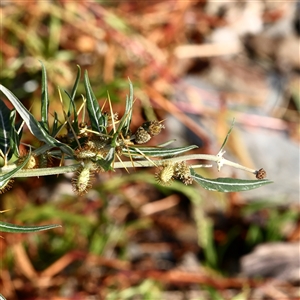 Unverified Other Wildflower or Herb at Lake George, NSW - 11 Mar 2025 by ConBoekel