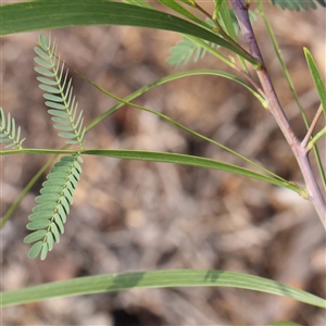 Unverified Wattle at Lake George, NSW - 11 Mar 2025 by ConBoekel
