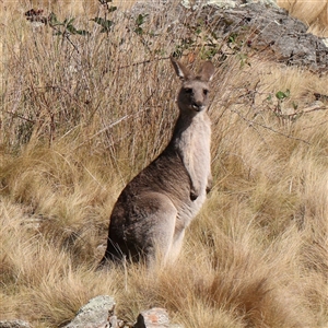 Macropus giganteus at Lake George, NSW - 11 Mar 2025 by ConBoekel