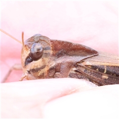 Gastrimargus musicus (Yellow-winged Locust or Grasshopper) at Lake George, NSW - 11 Mar 2025 by ConBoekel