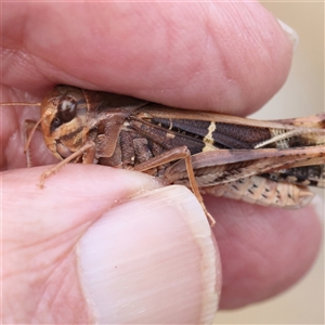 Gastrimargus musicus at Lake George, NSW - 11 Mar 2025 09:38 AM