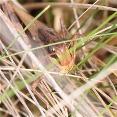 Gastrimargus musicus at Lake George, NSW - 11 Mar 2025 09:38 AM