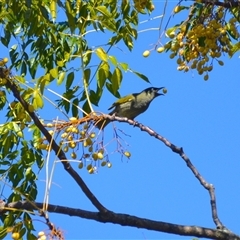 Meliphaga lewinii (Lewin's Honeyeater) at Jerrara, NSW - 21 Jun 2025 by plants