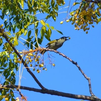 Meliphaga lewinii (Lewin's Honeyeater) at Jerrara, NSW - 21 Jun 2025 by plants