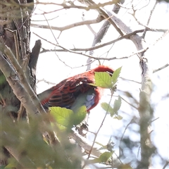 Platycercus elegans (Crimson Rosella) at Lake George, NSW - 11 Mar 2025 by ConBoekel