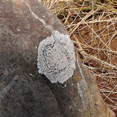 Unverified Lichen at Lake George, NSW - 11 Mar 2025 by ConBoekel