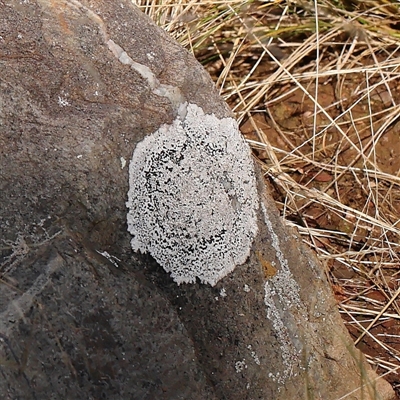 Unverified Lichen at Lake George, NSW - 11 Mar 2025 by ConBoekel