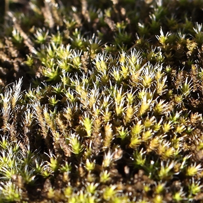 Unverified Moss, Liverwort or Hornwort at Lake George, NSW - 11 Mar 2025 by ConBoekel