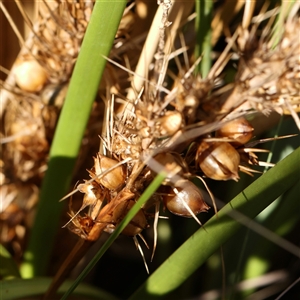 Lomandra longifolia (Spiny-headed Mat-rush, Honey Reed) at Lake George, NSW - 11 Mar 2025 by ConBoekel