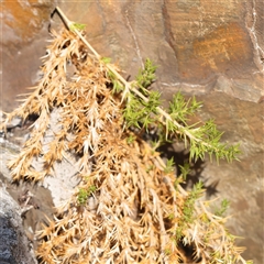 Scleranthus sp. (A Knawel) at Lake George, NSW - 11 Mar 2025 by ConBoekel