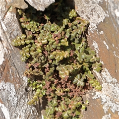 Asplenium subglandulosum (Blanket Fern) at Lake George, NSW - 11 Mar 2025 by ConBoekel