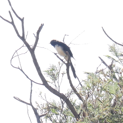 Rhipidura leucophrys (Willie Wagtail) at Lake George, NSW - 11 Mar 2025 by ConBoekel