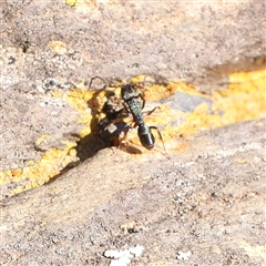 Rhytidoponera metallica (Greenhead ant) at Lake George, NSW - 11 Mar 2025 by ConBoekel