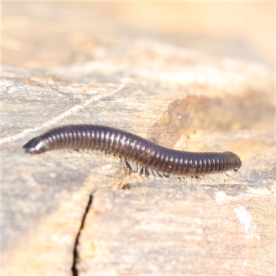 Ommatoiulus moreleti (Portuguese Millipede) at Lake George, NSW - 11 Mar 2025 by ConBoekel
