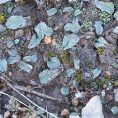 Riccia sp. (genus) at Lake George, NSW - 11 Mar 2025 by ConBoekel
