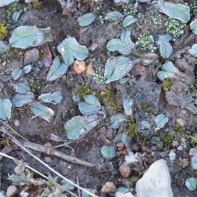 Riccia sp. (genus) at Lake George, NSW - 11 Mar 2025 by ConBoekel