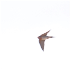 Hirundo neoxena (Welcome Swallow) at Lake George, NSW - 11 Mar 2025 by ConBoekel