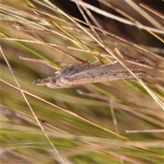 Faveria tritalis (Couchgrass Webworm) at Lake George, NSW - 11 Mar 2025 by ConBoekel