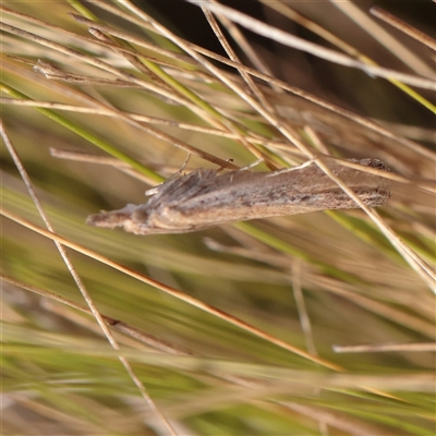 Faveria tritalis (Couchgrass Webworm) at Lake George, NSW - 11 Mar 2025 by ConBoekel