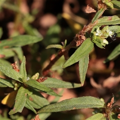 Persicaria prostrata (Creeping Knotweed) at Lake George, NSW - 11 Mar 2025 by ConBoekel